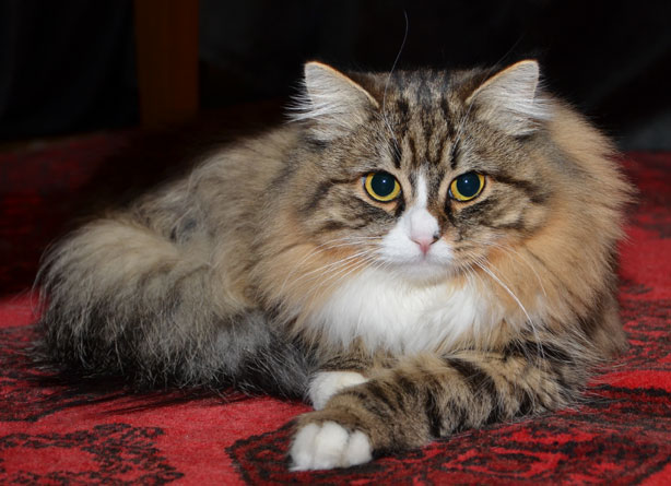 sibirisk katt
