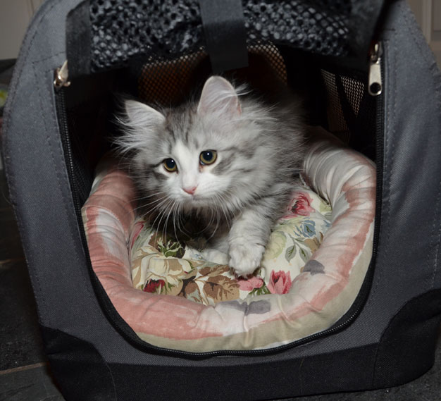 sibirisk kattunge