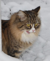 sibirisk katt