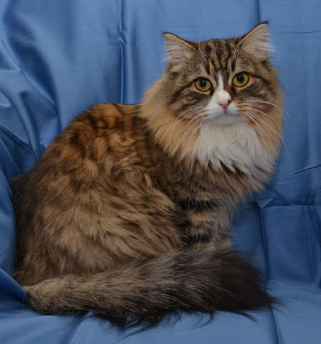 sibirisk katt
