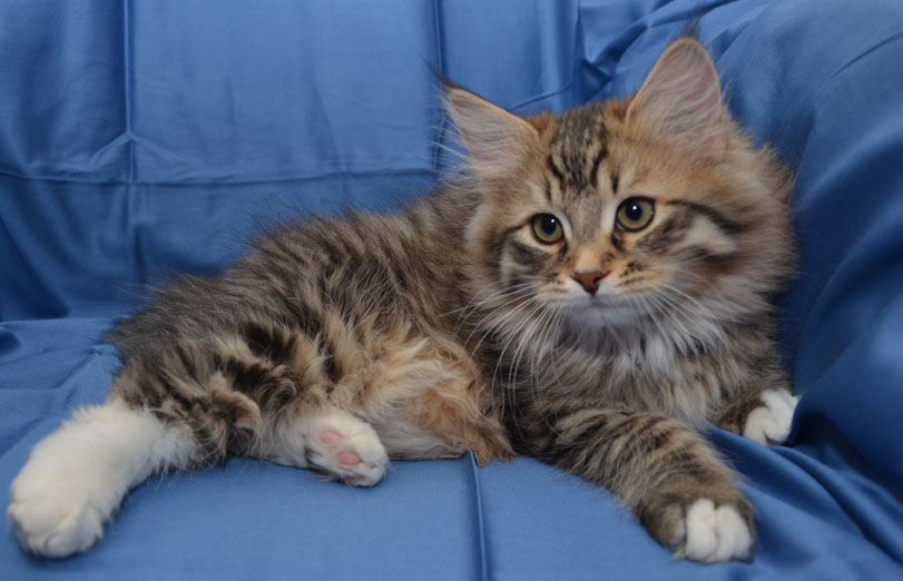 sibirisk katt