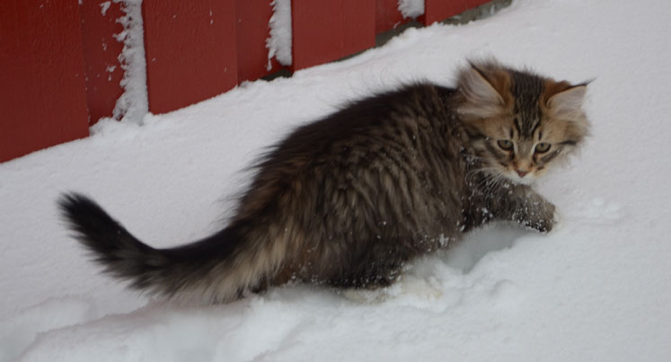 sibirisk kattunge i snön