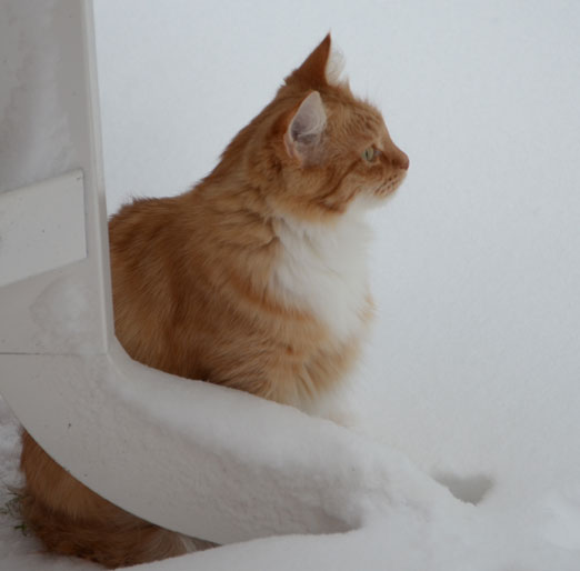 sibirisk katt
