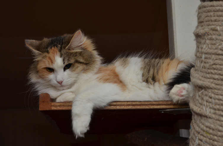 sibirisk katt