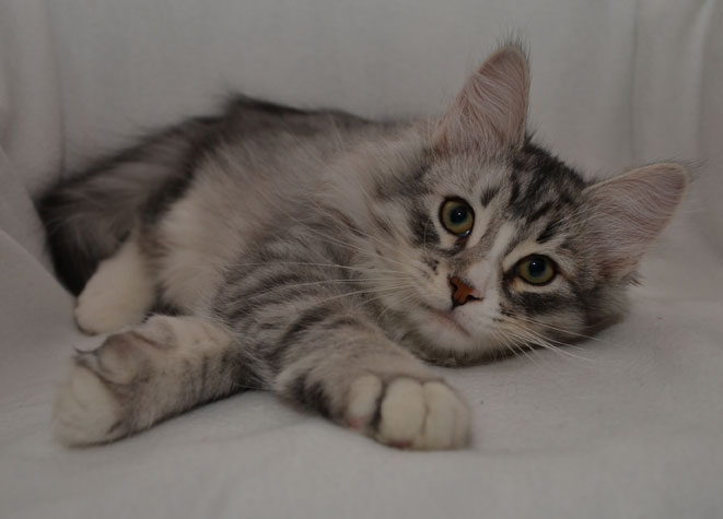 sibirisk katt