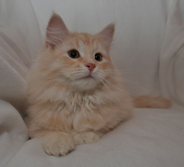 sibirisk katt