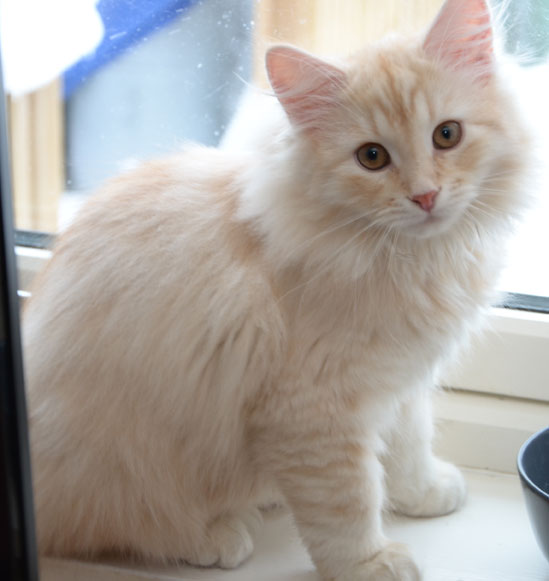 sibirisk kattunge