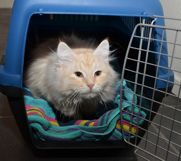 sibirisk kattunge