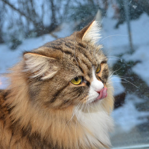 sibirisk katt