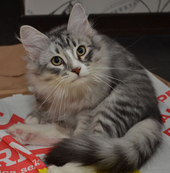 sibirisk katt Leonis