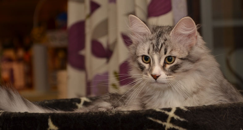 sibirisk katt Leonis