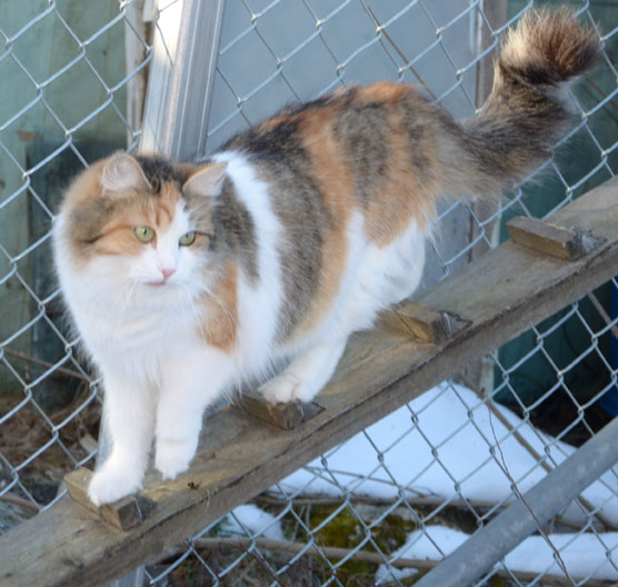 Sibirisk katt Colbie