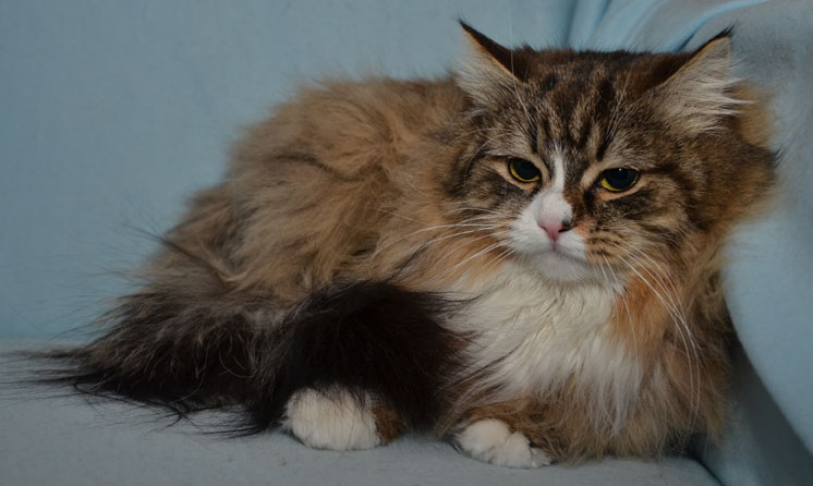 Sibirisk katt Mitzi