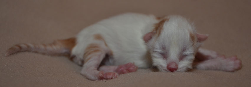 sibirisk kattunge