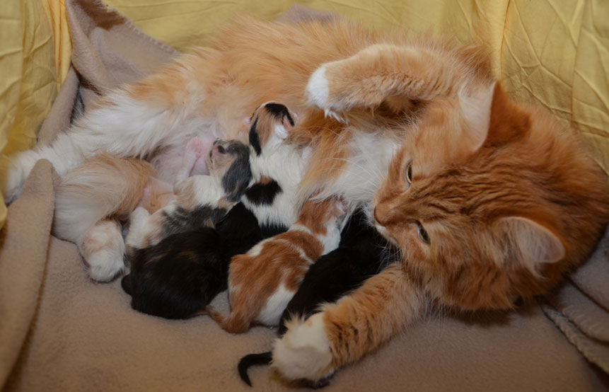 sibirisk kattunger Queeni N-kull