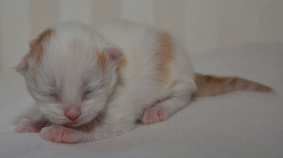 sibirisk kattunge Mozart