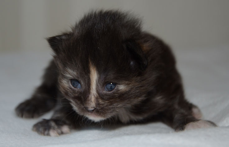 sibirisk kattunge