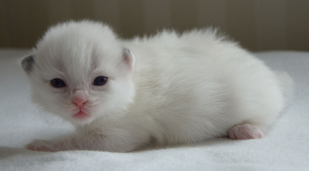 sibirisk katt Ophelia