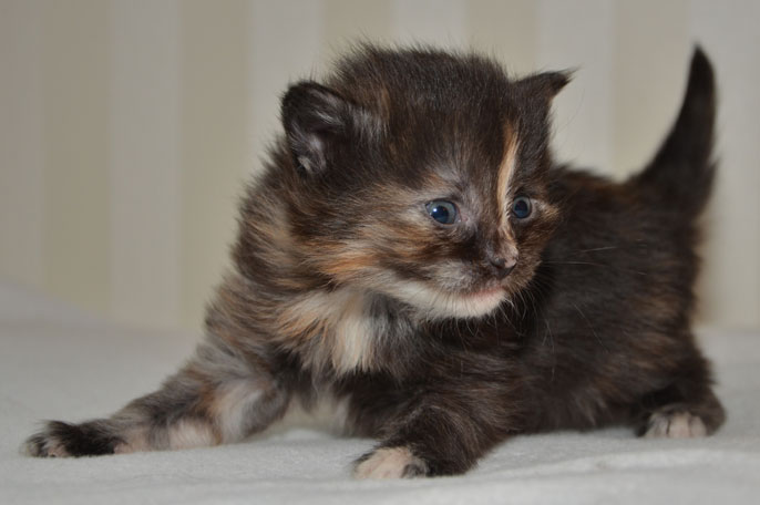 sibirisk kattunge