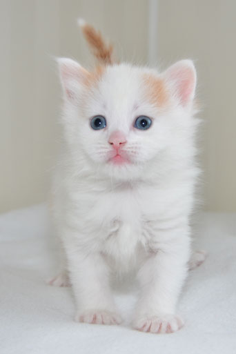 sibirisk kattunge Mozart