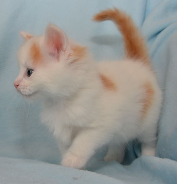 sibirisk kattunge Mozart