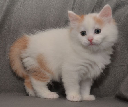 sibirisk kattunge Mozart