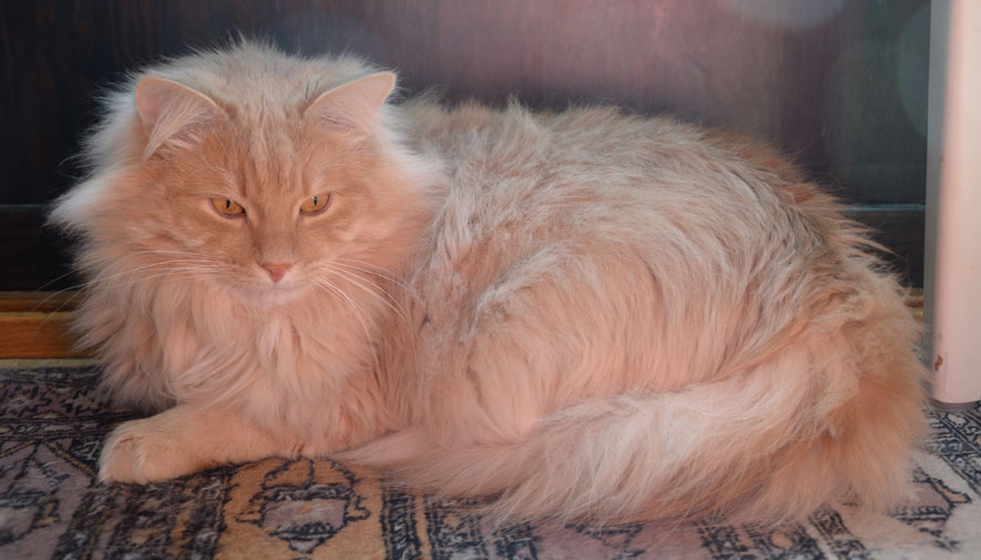 sibirisk katt Figaro