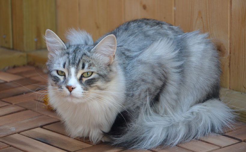 sibirisk katt Leonis