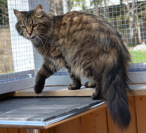 sibirisk katt Gosha