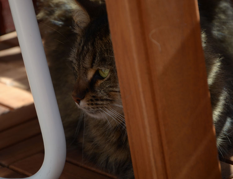 sibirisk katt Gosha