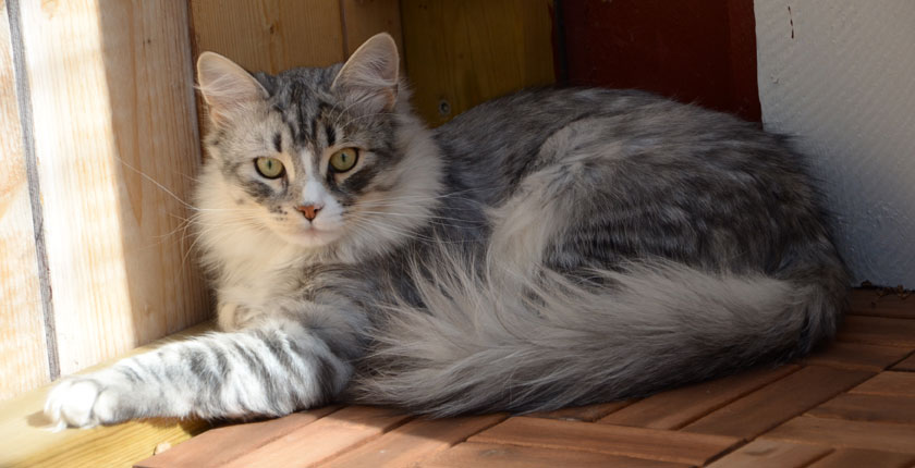 sibirisk katt Leonis
