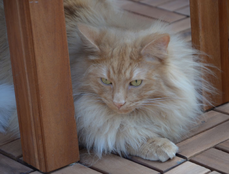 sibirisk katt Indus