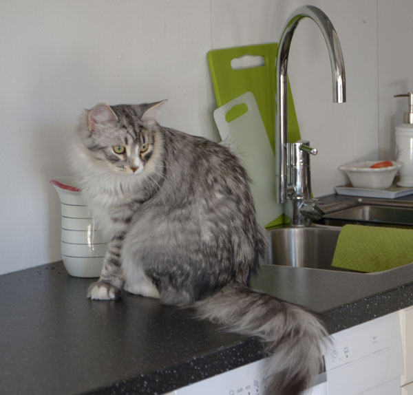 sibirisk katt Leonis