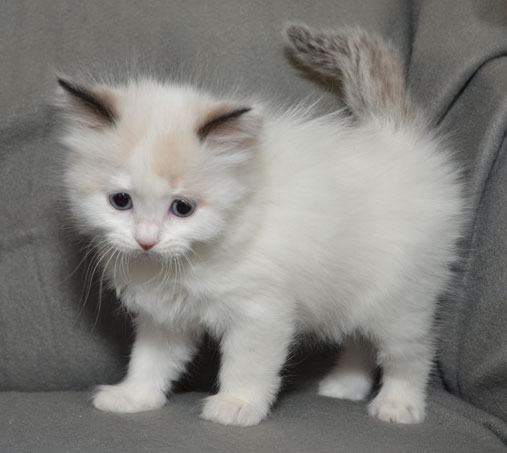 sibirisk kattunge