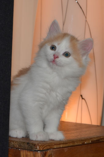 sibirisk kattunge Newell