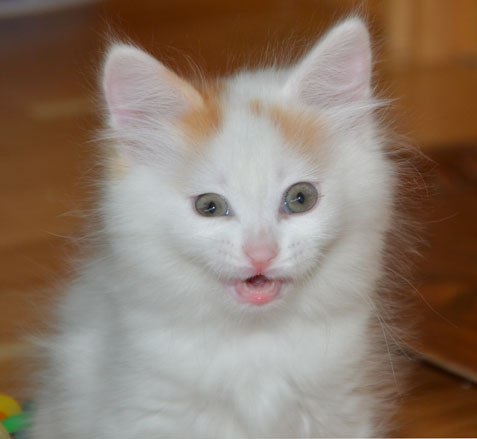 sibirisk kattunge Mozart