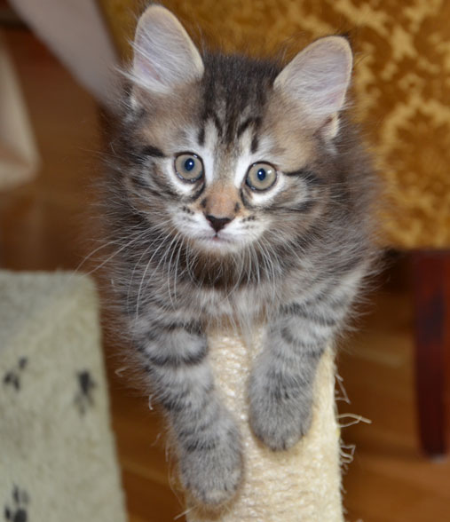 sibirisk kattunge Merlin