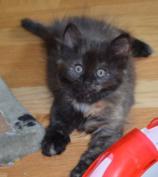 sibirisk kattunge Nonie