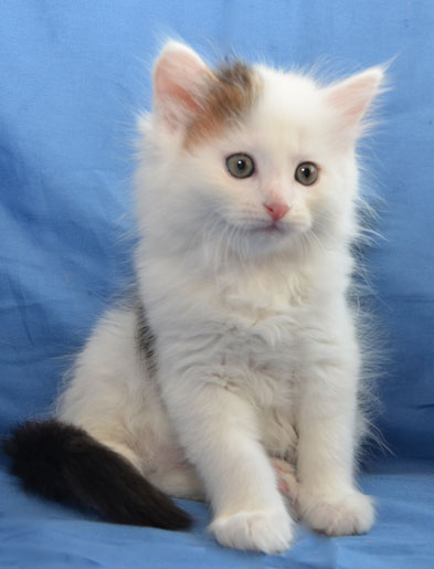 sibirisk kattunge Olivier