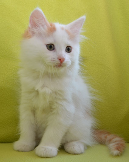 sibirisk kattunge Mozart