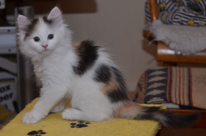 sibirisk kattunge Nova
