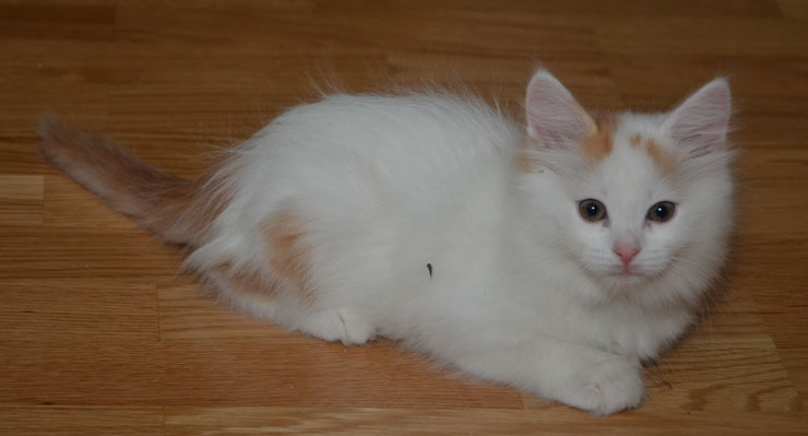 sibirisk kattunge Mozart