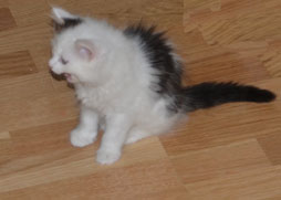 sibirisk kattunge Olivier