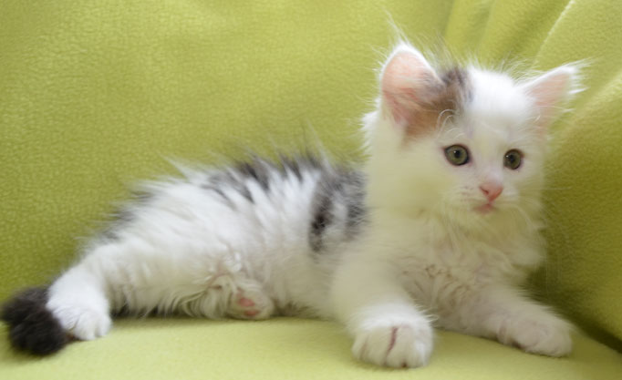 sibirisk kattunge Olivier
