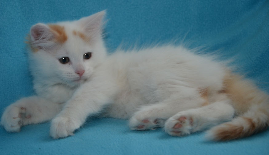 sibirisk kattunge Mozart