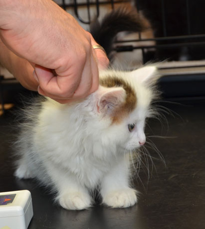 sibirisk kattunge Olivier