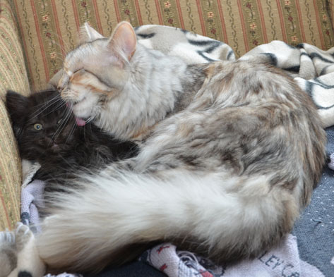 Sibirisk katt Zinnie med kattunge