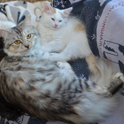 sibirisk kattunge Zinnie Mozart