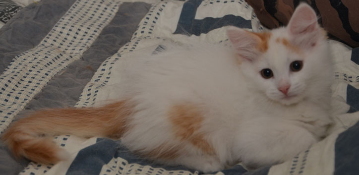 sibirisk kattunge Mozart