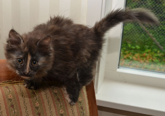 sibirisk kattunge Nicky